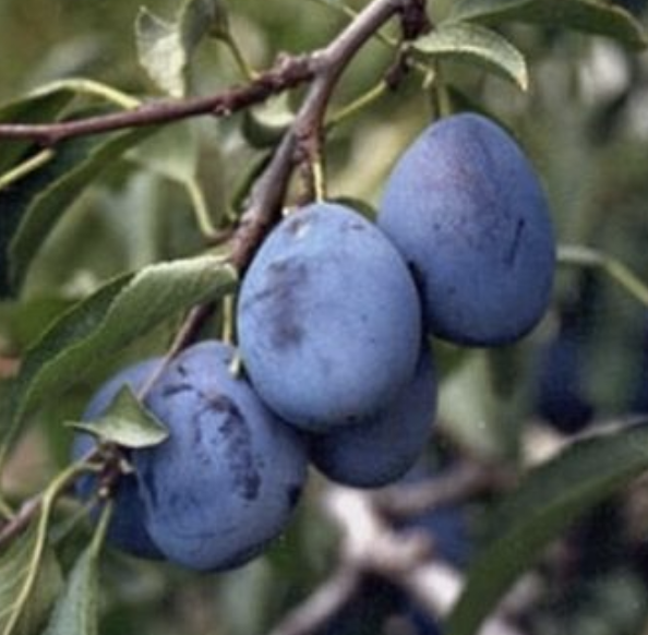 #SalishSea News: Italian prune plum, indigenous protected areas, murder hornet, BC fish farms, old-growth deferral, oil dispersant review, news week in review bit.ly/3CKf9gm