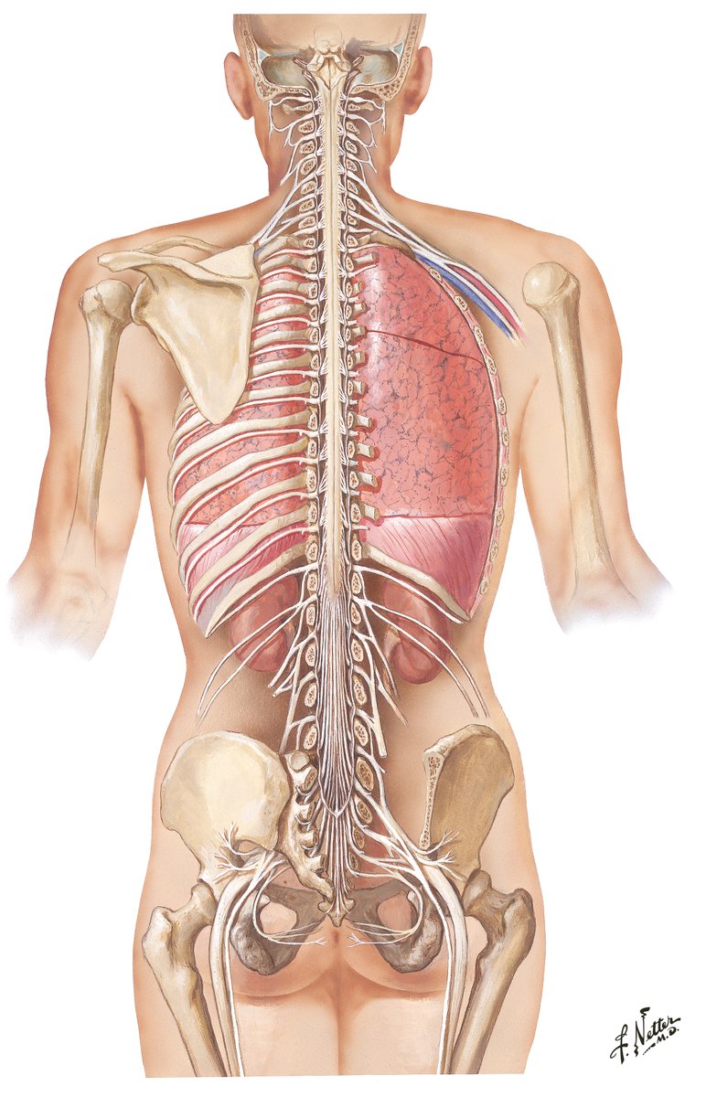 FNetterMD's tweet image. Netter's anatomical drawings offer invaluable assistance to medical students to this day! Learn about Dr. Netter's life in "Medicine's Michelangelo: The Life and Art of Frank H. Netter, MD" by his daughter, Francine Mary Netter: fnettermd.com.