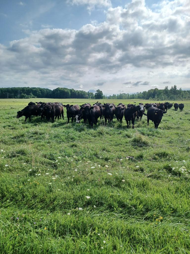Nice set of steers on grass in Sullivan.  <a href="/KenSchaus/">Ken Schaus 🇨🇦</a> <a href="/GeraldKMartin/">Gerald Martin</a> <a href="/DoubleMCattle/">Matthew R. McCall</a>