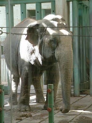 Purring for @lucyliberte to be freed from her prison at the *zoo* in Edmonton Canada. She deserves to live with other elephants, not alone as she's lived for 40 years! SHE DESERVES BETTER! Luv yoo Lucy! #Purrs4peace #FreeLucy PurrpurrPurrpurrPurrpurrpurrPurrpurrpurrPurrPurrpurr