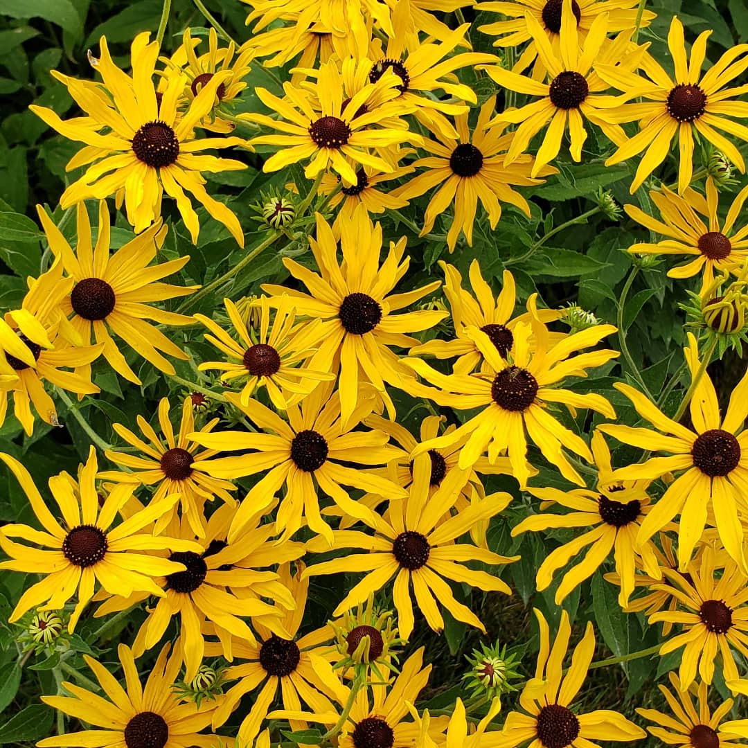 judynauseef's tweet photo. Photographing late summer native plants in our prairie. Sweet Black-eyed Susan. #nativehabitat #midwestlandscape #iowaprairie #pollinatorhabitat https://t.co/5akTILRAf2