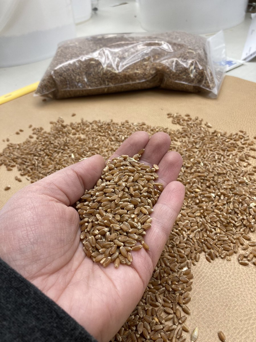 RempelBlaire's tweet photo. Very happy with our @AllianceSeed #AACRedberry wheat samples we have been seeing so far! Contact us at @ParrishHeimbeck #Dugald if you have any questions on this variety we will have available 🌾 https://t.co/rpbVG1OodM