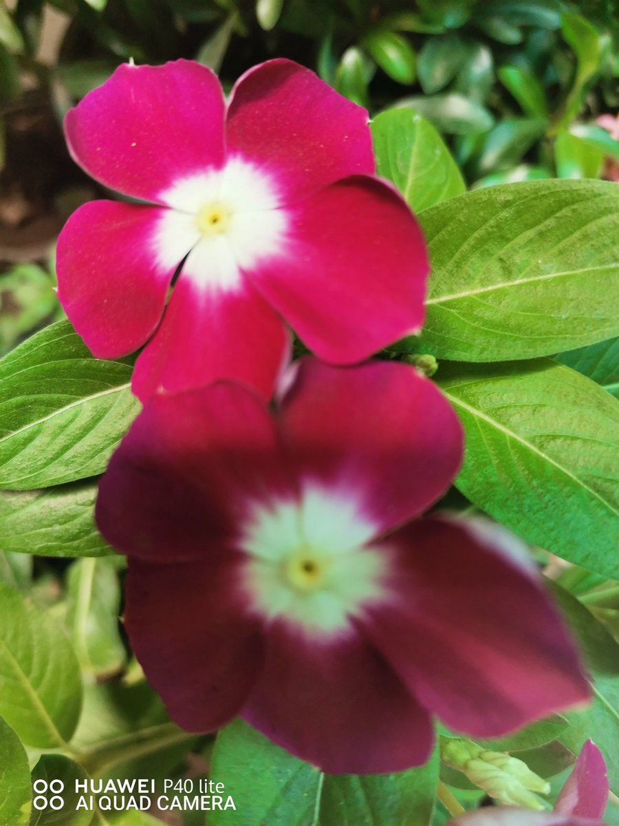 irigorcha's tweet image. Muy,, buenos días, acá en Costa Rica 🇨🇷 son las 9:00 am,, me preparo para desayunar,🥞🧈☕🥛, esta hermosa flor es del jardín de la casa de mis Padres 😘💛, acá se le llama m""Mariposa" "