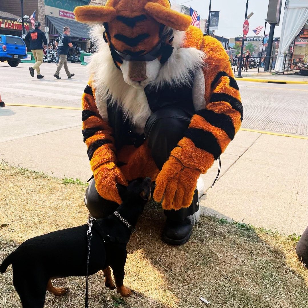 Sturgis: The one place where dogs and cats are friends! 
It's the last weekend of Sturgis! What are your plans? Let us know below!

📸 candiielynn

#sturgis #sturgisrally #sturgismotorcyclerally #sturgis2021 #LawTigers