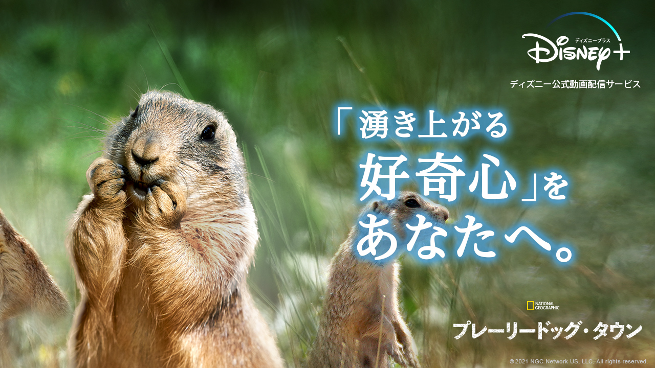 ディズニープラス公式 Fskusohytk すぐに行動に移すのが得意なあなたへ贈る 湧き上がる好奇心 を見つける物語 プレーリードッグタウン プレーリードッグの暮らしを見てみよう 彼らの生態や暮らしぶりに密着 ディズニープラス の物語で