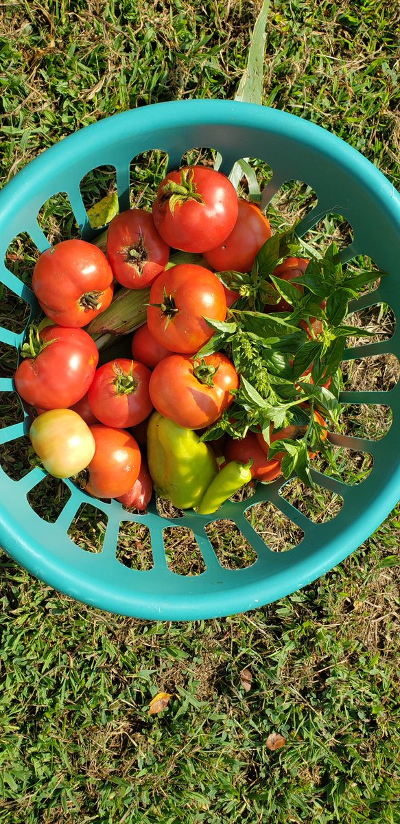 NatalieTennant's tweet photo. That's what I'm talking about.
Anyone ready for some Italian salad?
#FreshOffTheFarm
#AlmostHeaven https://t.co/SWNJ22iaCY