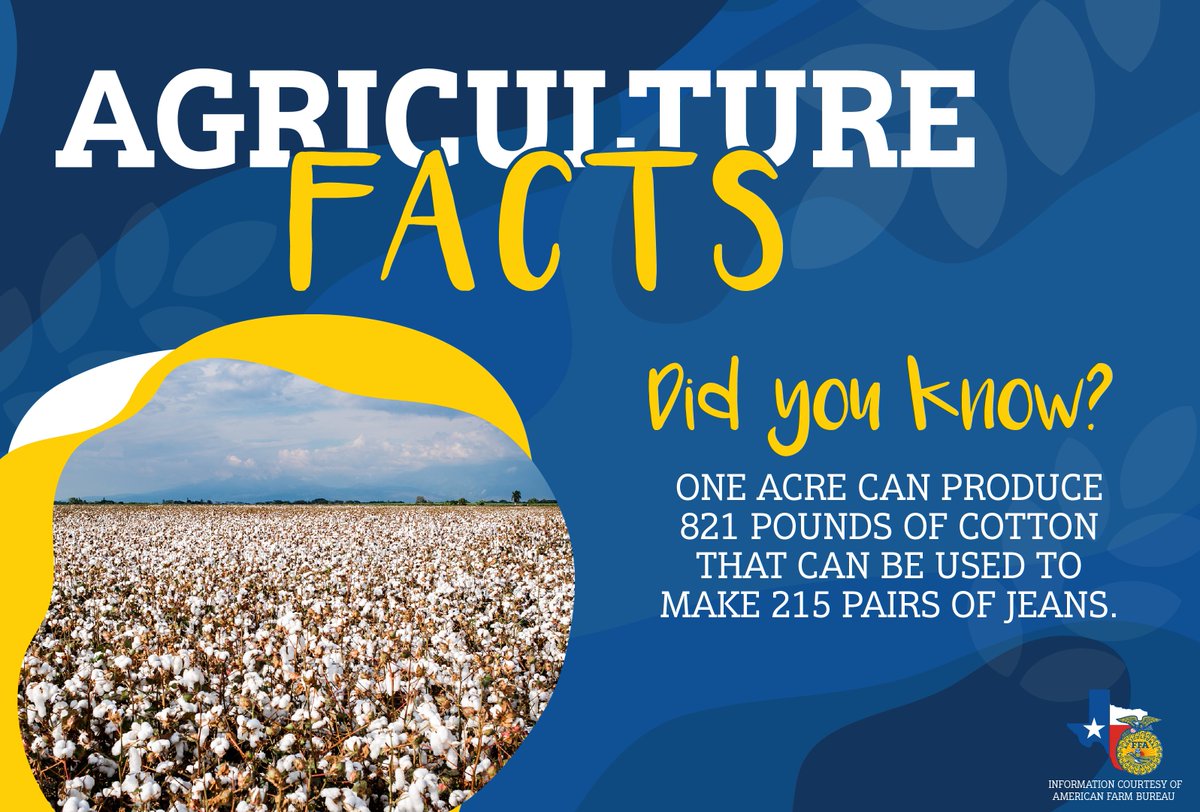 TexasFFA's tweet photo. Did you know that one acre can produce 821 pounds of cotton that can be used to make 215 pairs of jeans?

#AgFact #TexasFFA #AmericanFarmBureau https://t.co/qSTGJBwMR9