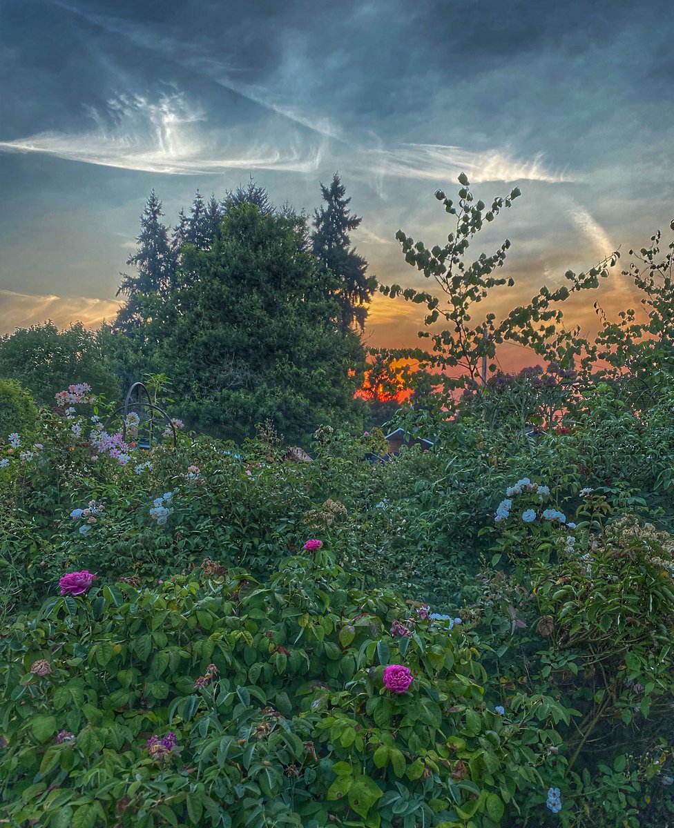 MarjiLynn's tweet photo. @_vinpuc Seattle, sunrise https://t.co/2he3R4sZQw