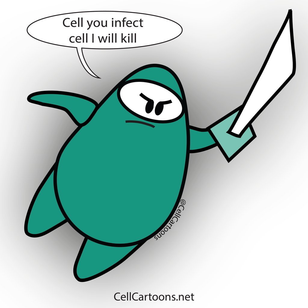 aniux_yvr's tweet photo. Here is a CD8+ T cell aka cytotoxic T cell #CTL 🤺. Vaccines 💉 lead to antibody production but they also induce CTLs. These bad ass cells kill ☠️ compromised cells that are growing virus or bacteria.

#CellCartoons #sciart #cd8tcell #sciencecommunication https://t.co/0SSUUsc5sD