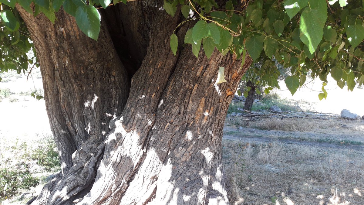Dersim6221Deniz's tweet photo. Nelere tanık bir bilsen...
#Dersim #Xozat #Bezaut https://t.co/ouw3GRzWMn
