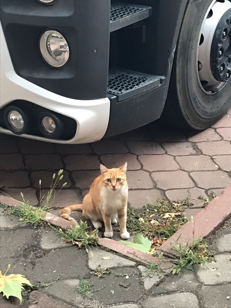 kampus_patiler's tweet photo. Beslemelerimiz tamam, gözler bizde 👉🐱 https://t.co/WcVO4ZqDn1
