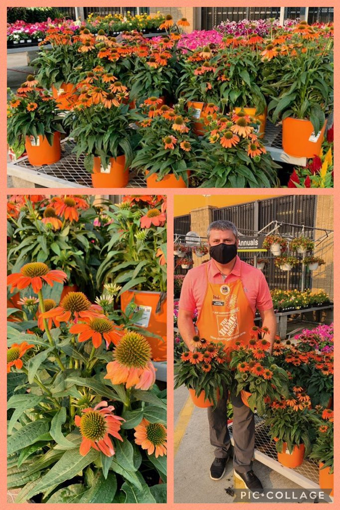With profuse blooms and glorious shades of pink, orange, yellow, red, and purple….it’ now wonder the Coneflower is such a late Summer classic #PhactswithPhil #D52Elite💎