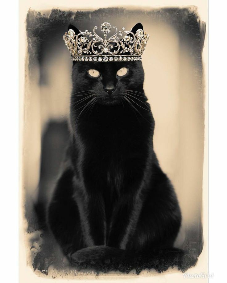 коты благородной породы. порода кошек русская голубая. сиамские коты. кошка самка. тайская кошка сил тебби пойнт.