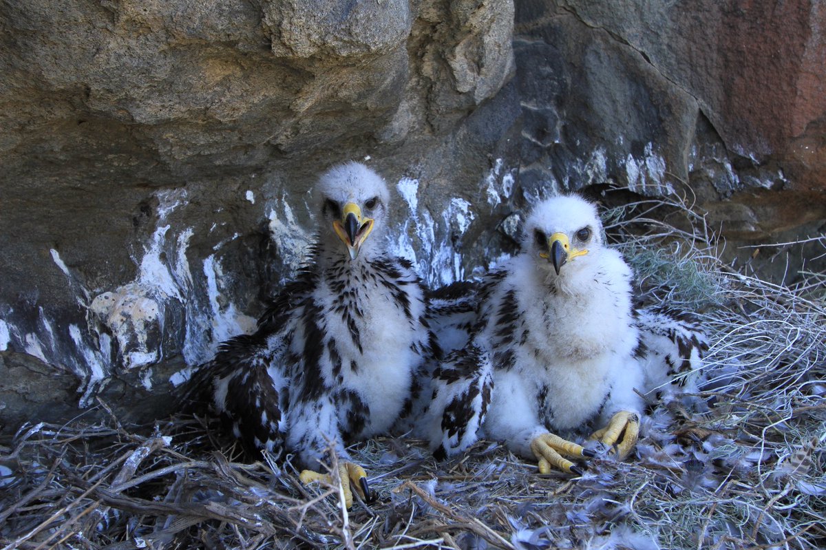 Happy to report our open access paper looking at the physiological effects of ectoparasitism on golden eagle nestlings is out now! #raptorresearch @JLEHeath @MHendo21 @ericjhayden @conphysjournal doi.org/10.1093/conphy…