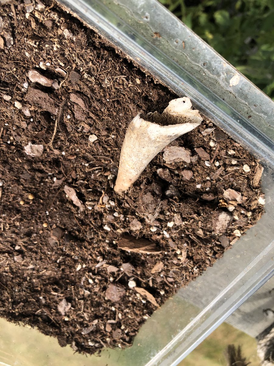 Dr. Elizabeth Barnes tweet media