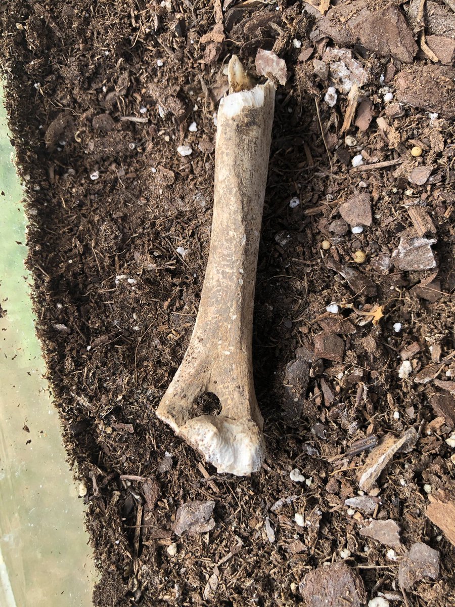 Dr. Elizabeth Barnes tweet media