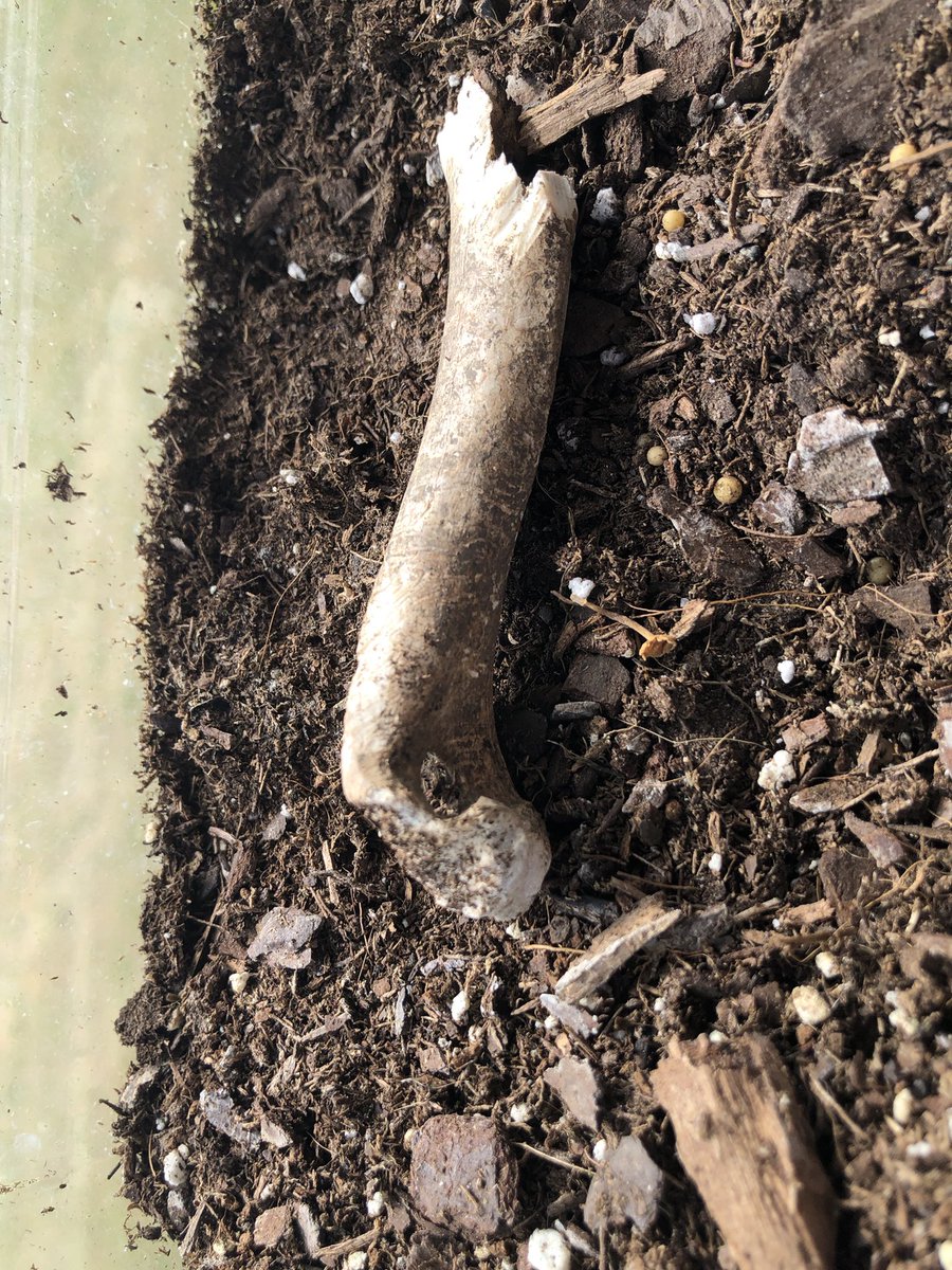 Dr. Elizabeth Barnes tweet media