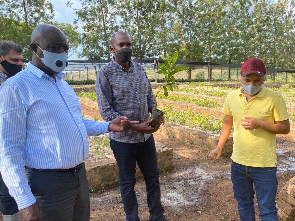 FrankTumwebazek's tweet photo. With my predecessor, Hon Sempija, we toured today one of the largest ( 1 sq mile) macadamia farmer, processor & exporter at #Amafh farms in mityana. He's doing good job.Macadamia is one of the high yielding crops that @MAAIF_Uganda has adopted & will soon launch a roll out plan. https://t.co/TqMw5HliwU