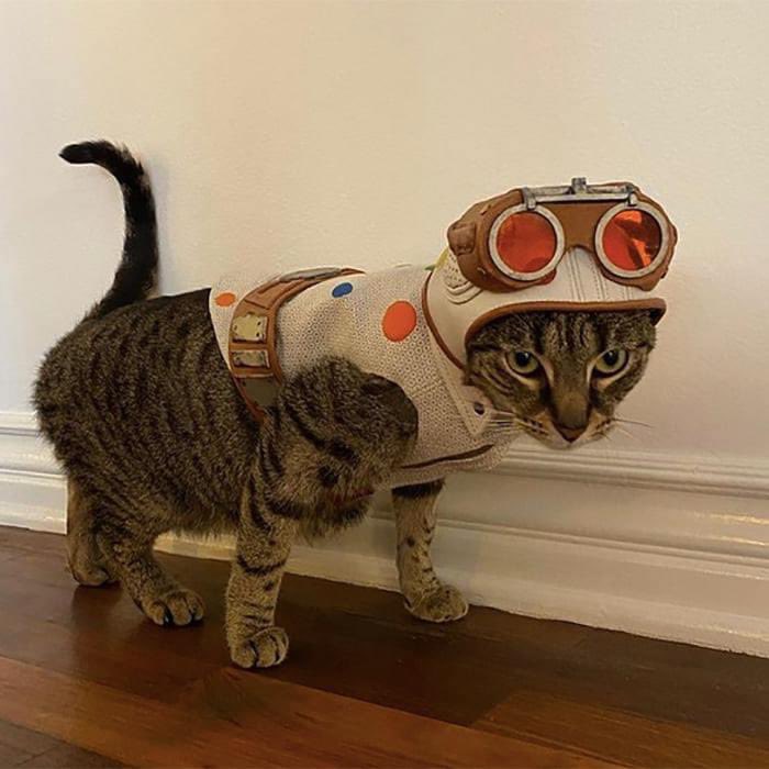 gynoidprincess's tweet image. David Dastmalchian adopted a stray cat who approached him during the filming of The Suicide Squad in Panama, and costume designer Judiana Makovsky sewed a little Polka Dot Man outfit for the cat, named Bubblegum.