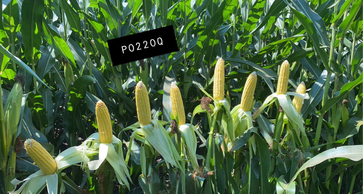 DillanSBL's tweet photo. - P0075 is a 100 day hybrid available in conventional, AM, &amp; Qrome. 
- P0220 is a 102 day hybrid available as in AM &amp; Qrome. 

Both offer incredible agronomics and yield. Best 1-2 punch in the industry for this maturity zone! @PioneerSeeds https://t.co/qsVY1tTaT9