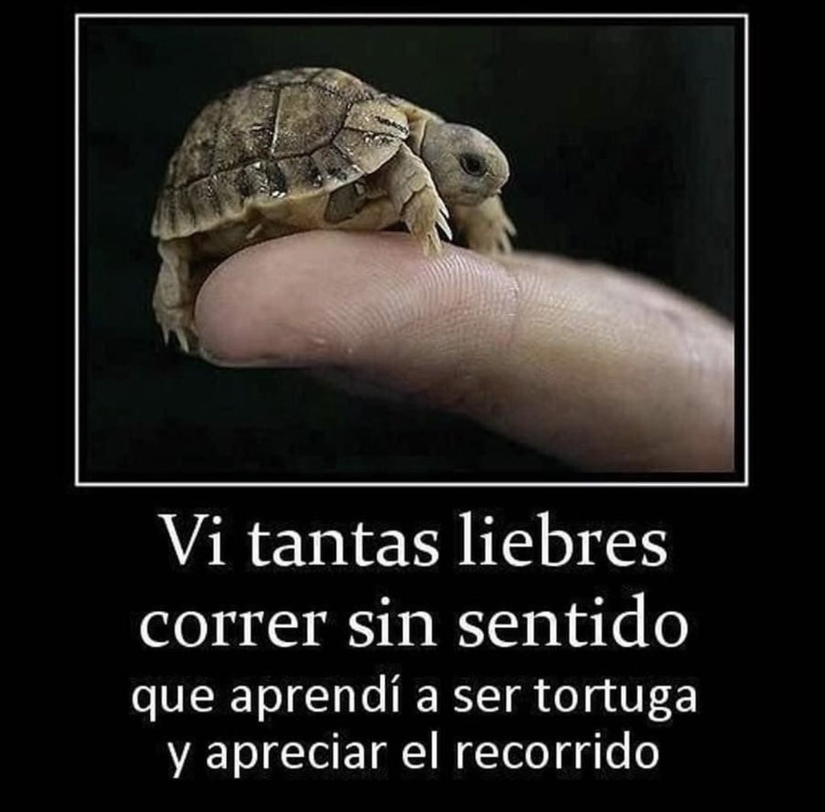 amas2010's tweet photo. #felizviernes como tortuga esperando el momento del disfrute #iscomming #nextweek será lo máximo https://t.co/Cyd8y2wUnw