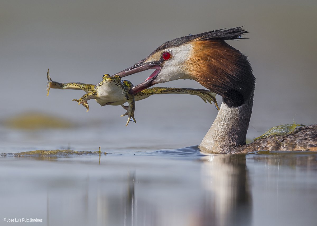 NHM_WPY's tweet photo. Our next Instagram guest is Jose Luis Ruiz Jiménez, who was awarded first prize in #WPY56’s Behaviour: Birds category: https://t.co/F35LSwUwzv
Jose works in the aeronautical sector but photography has become his main hobby since he was introduced to it by a co-worker in 2014. https://t.co/crmJyzgETS