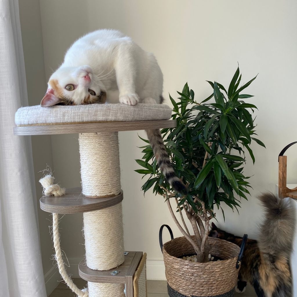 FRI-YAY Feels 😉

You will find us claws and all on our M-pets George Cat Scratcher Tree this weekend! What are your weekend plans? 🐾