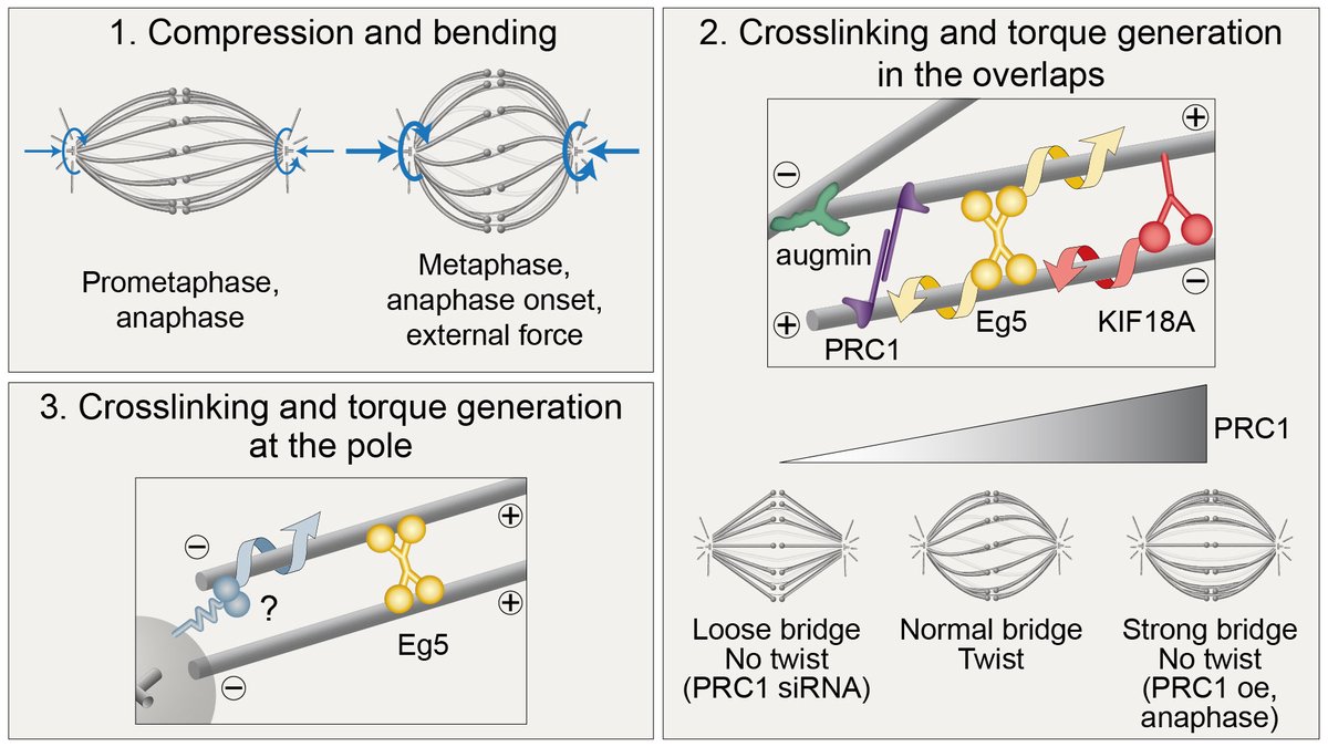 Toliclab's tweet photo. In summary, #spindle #chirality depends on spindle shape, external forces, and on #motors (#Eg5, #Kif18A) that rotate #microtubules within the antiparallel overlaps. #PRC1 contributes to chirality by limiting microtubule rotation, and #augmin by nucleating bridging microtubules. https://t.co/TDEuuHf0Si