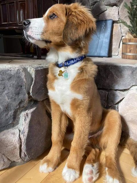 SubaruCanada's tweet photo. This is Sam. He’s itching to get outside. Can you tell? #SubieDogs (📷: Bobby D. Landry) https://t.co/UqAf4PRIRO