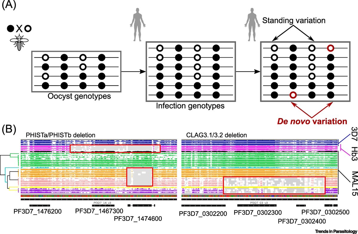 TrendsParasitol's tweet photo. Cover story of our September issue https://t.co/cbi2BSoKXJ: #SingleCell genome sequencing of #protozoan parasites. @Aliou777Dia @doubleholliday2 

https://t.co/YNMllGkW2M https://t.co/d9Ba2W3XRs