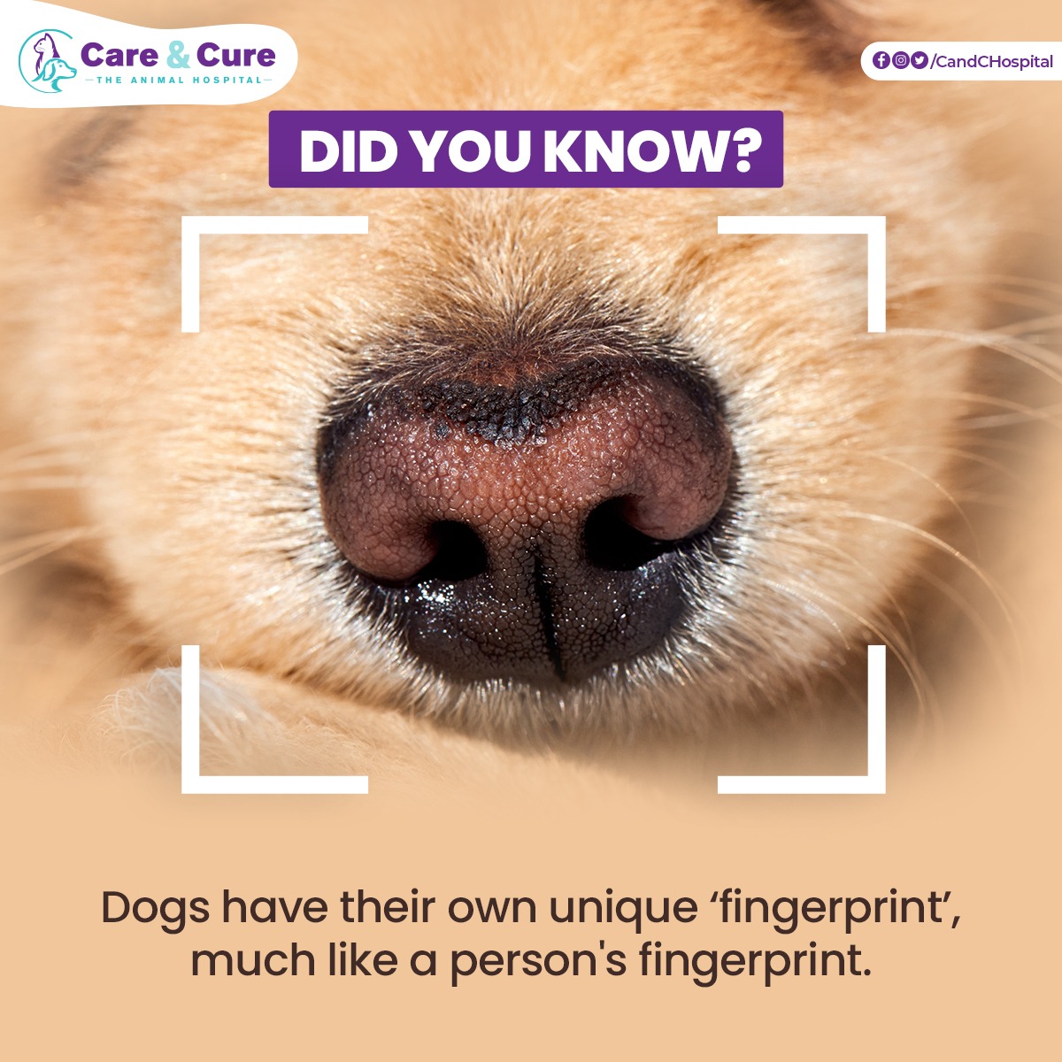 Are Dogs Nose Prints Like Our Fingerprints