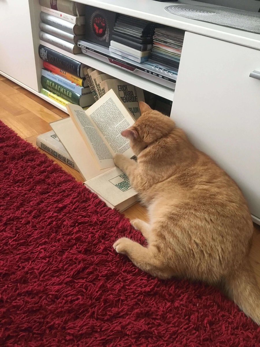 Today I caught my cat reading