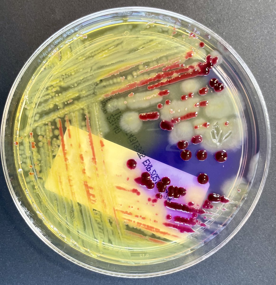 Bacteria colors — Akna Márquez, image size:1162x1200