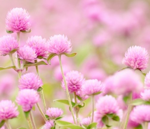 リーママ グッジョブマイライフ S Tweet おはようございます 8月14日の誕生花は センニチコウ 鮮やかな花色を長期間保てるので ドライフラワーにも ぼんぼりのような形が可愛い 花言葉は 色あせぬ愛 不朽 開花期間が長い 千日紅の花の様子から