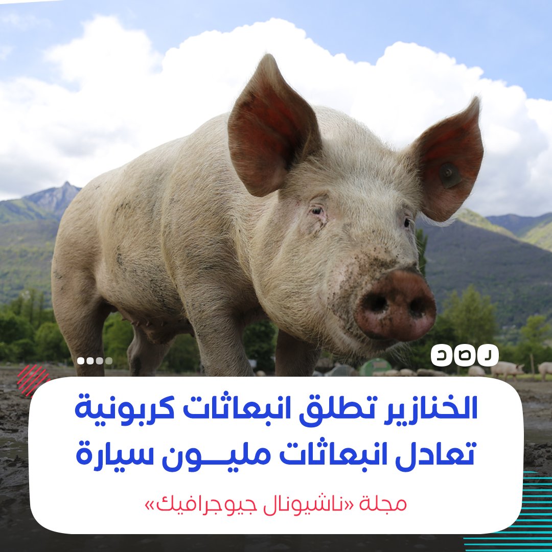 RassdNewsN's tweet image. «الخنازير من أكثر الأنواع تدميرًا على وجه الأرض»..
مجلة «ناشيونال جيوجرافيك» تقول في تقرير لها إن الخنازير البرية تطلق حوالي 5 ملايين طن من ثاني أوكسيد الكربون الضار بالغلاف الجوي، أي ما يعادل انبعاثات مليون سيارة