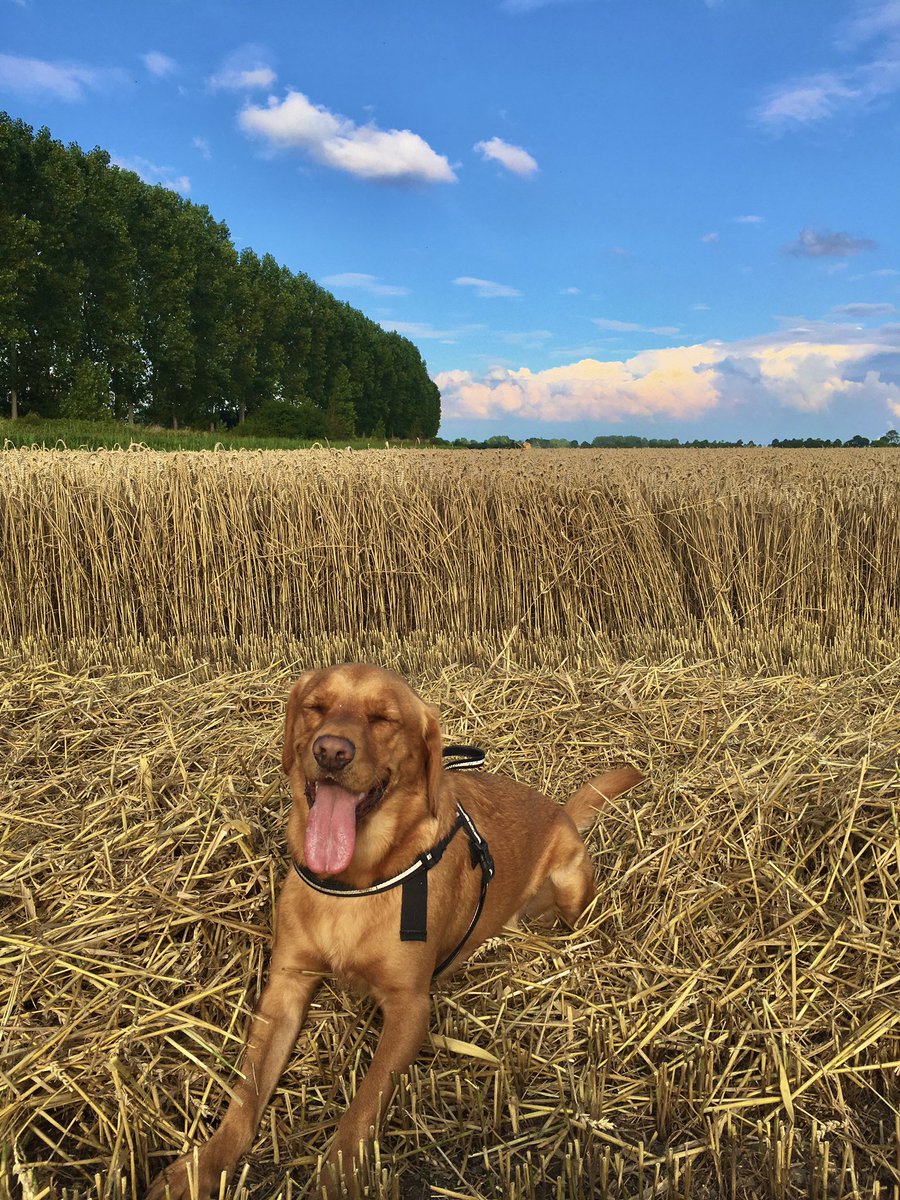 Wat plaatjes van de tarweoogst 2021 🌾