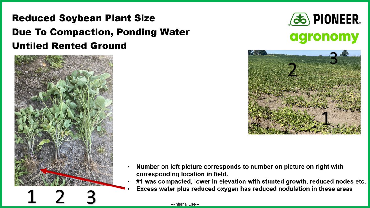 phhermans's tweet image. Soybean learnings! 👨‍🎓How much does ponding of water and poor nodulation in beans affect the soybean plant? My follow up  to see exactly how much. Our plants get stressed and rightly so...neat to see just how much is goin on internally. #ontag #AgronomyNerd #PlantVsSoilVsTissue