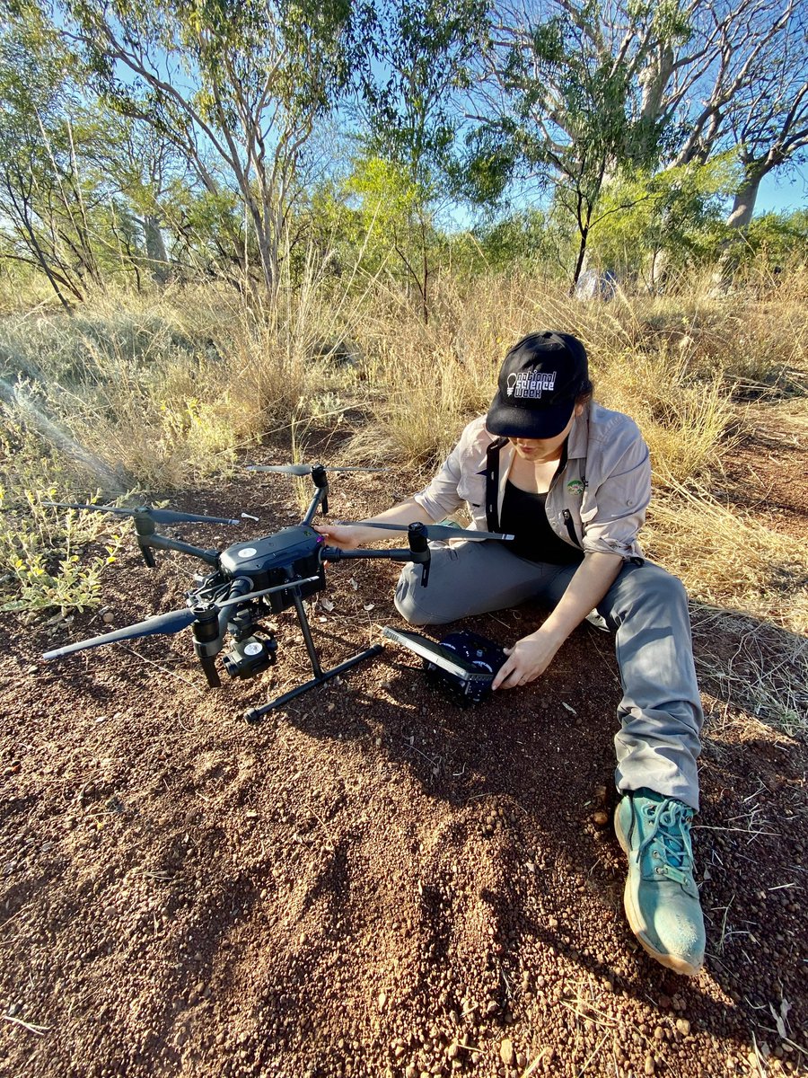 #STEMcreates alternative monitoring techniques for endangered species like the Wiliji (black-footed rock wallaby) on Nyikina Mangala Country in Western Australia #facesofSTEM #womeninSTEM #ScienceWeek. #RIELresearch with @WWF_Australia