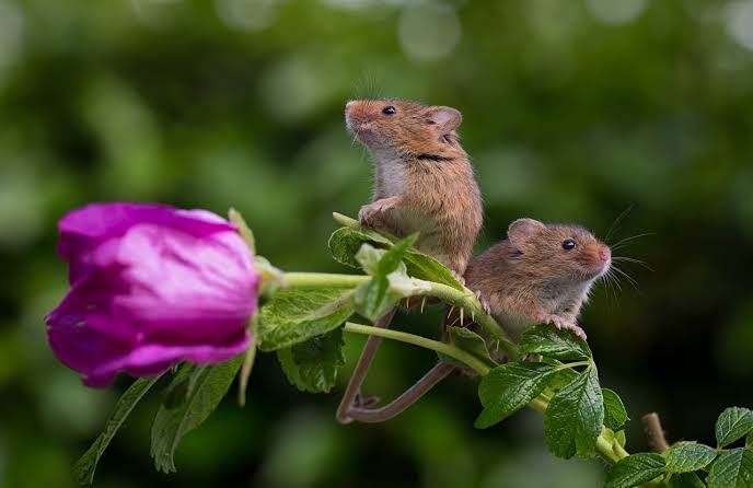 #Harvestmice