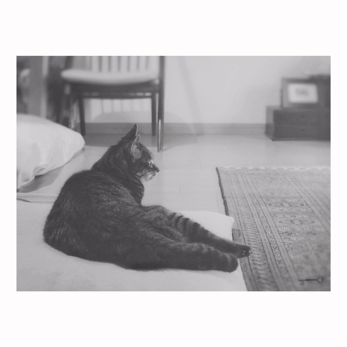 uu_np8's tweet photo. A young bird of Wagtail was coming. He was practicing flying and was pretty.
Have a good weekend
#catphotography #photography #bnwphotography #streetphotography #blackandwhite #Birdwatching #wagtail #cat #life #noir #foto #ThisMorning #feelgood #CatsOnTwitter #ThanksCat https://t.co/X0cnw4jfAt