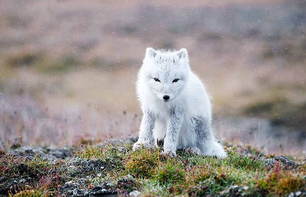 Песец в тундре. Медновский голубой песец. Песец белый. Песец полярная лиса. Песец в тундре.