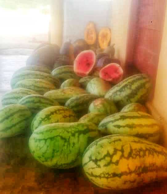 Esta semana hemos cosechado maíz en jojoto, patilla y auyama en  esfuerzo autogestionado y leales al proyecto político comunal. Rompiendo con el estigma de que en estas tierras no se puede producir. 
<a href="/LuisJonasReyes/">Luis Jonás Reyes</a> <a href="/AdolfoP_Oficial/">Adolfo Pereira Gobernador</a> @MinppauL 
@UnionComunera