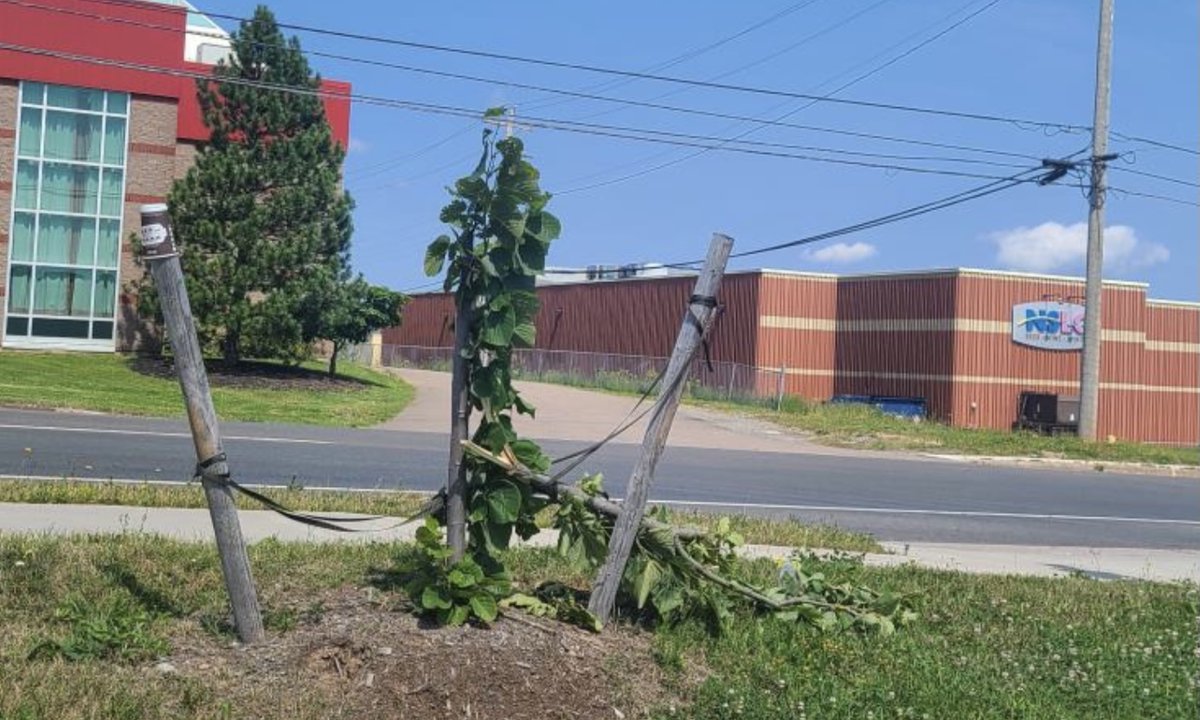 RCMP Nova Scotia (@rcmpns) on Twitter photo We’re going out on a limb to ask for assistance in identifying an individual who damaged perfectly healthy trees in the <a href="/PHCivic/">PHCC Town of PH</a> on August 4th at 3:26 a.m. The unbeleafable incident occurred in front of the Canadian Tire on Reeves Street. 1/2 We’re going out on a limb to ask for assistance in identifying an individual who damaged perfectly healthy trees in the <a href="/PHCivic/">PHCC Town of PH</a> on August 4th at 3:26 a.m. The unbeleafable incident occurred in front of the Canadian Tire on Reeves Street. 1/2