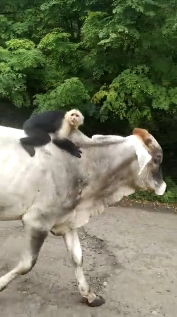 el mae como “qué? nunca ha visto un mono en un toro?”