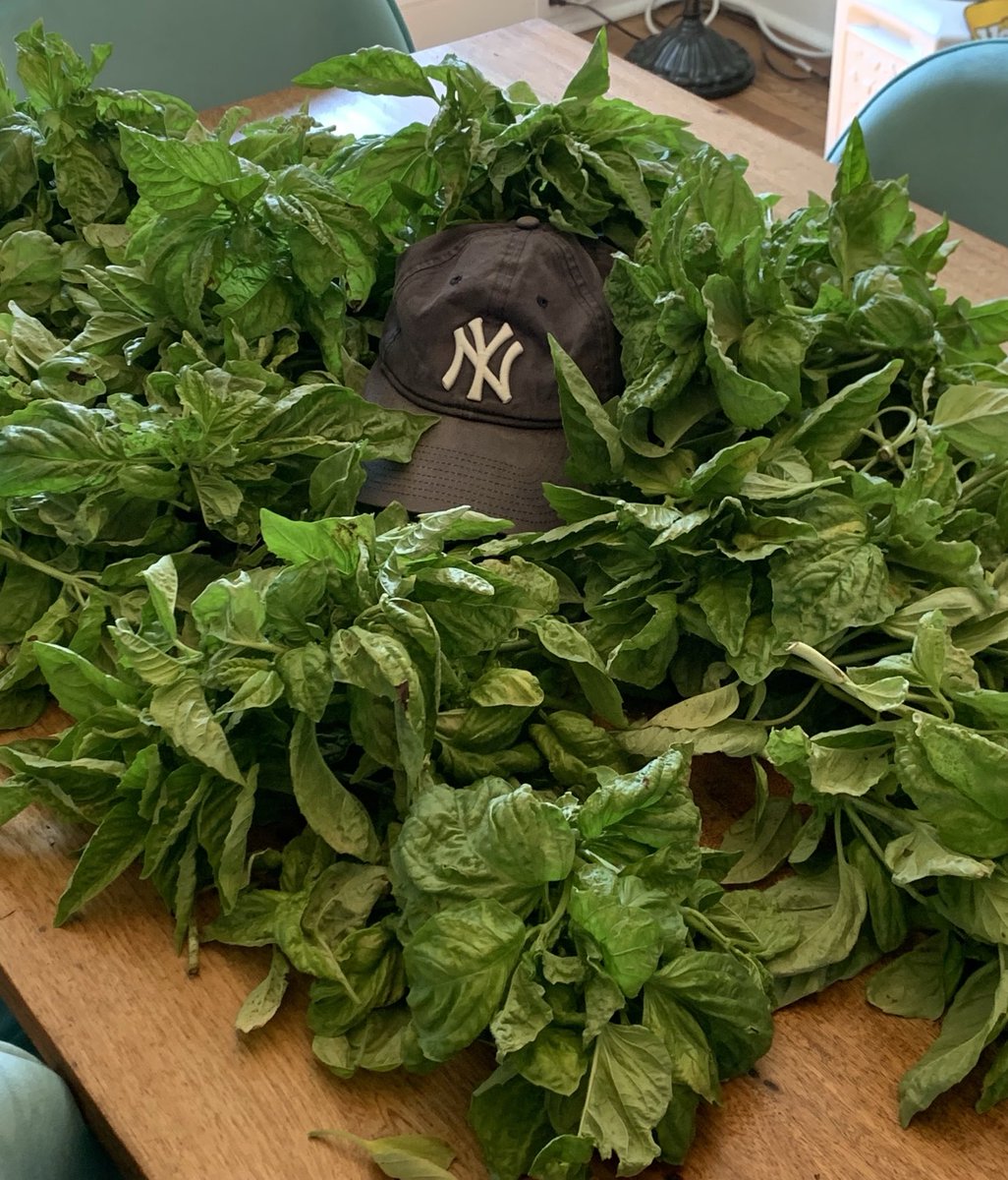 MoreenDonna's tweet photo. ⁦@Yankees⁩ what heaven looks like. Basil + Yankees = heaven https://t.co/FZ5Y70KRVH