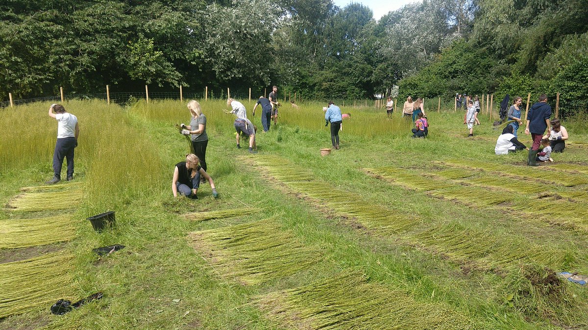 cheesutcliffe's tweet photo. Flax #Harvest #SuperSlowWay #HomegrownHomespun https://t.co/jOBT8ZU8XH