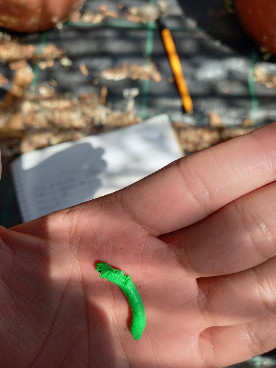 muerteorcos's tweet photo. Really enjoy being the scammer of the third-trophic level, poor bird now she/he has eaten a tasty piece of clay 😂 #tritrophicinteractions https://t.co/HcLW9puajn