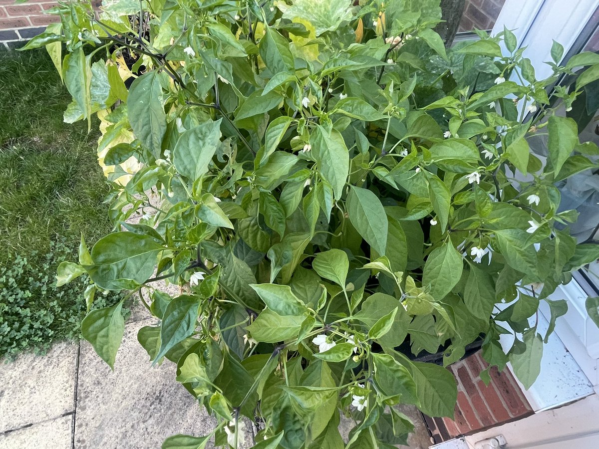 Simon Pizzey 🇪🇺🇬🇧🇮🇹🇫🇷🌺🏆🏆🦅 tweet media