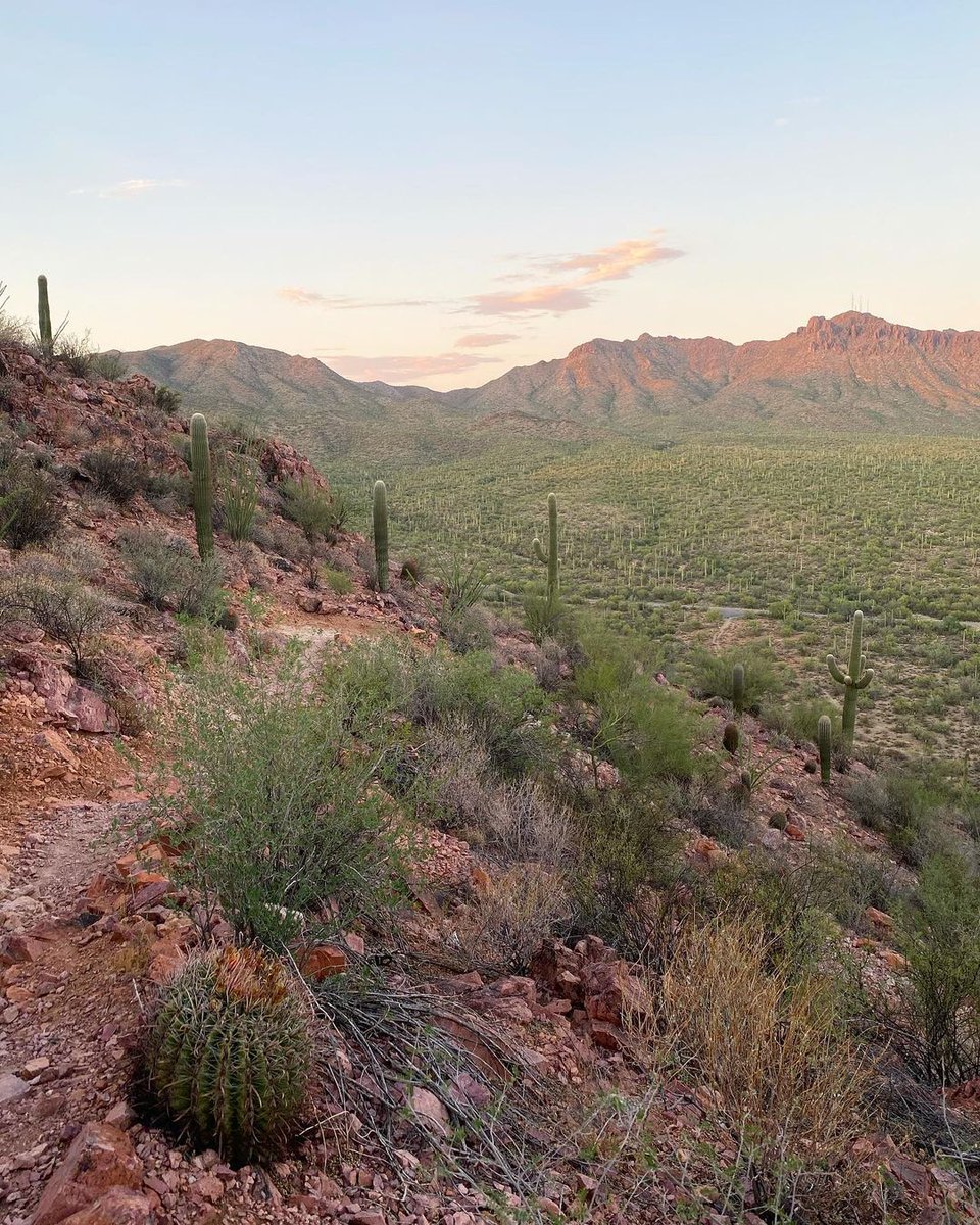 Tucson Guide tweet media