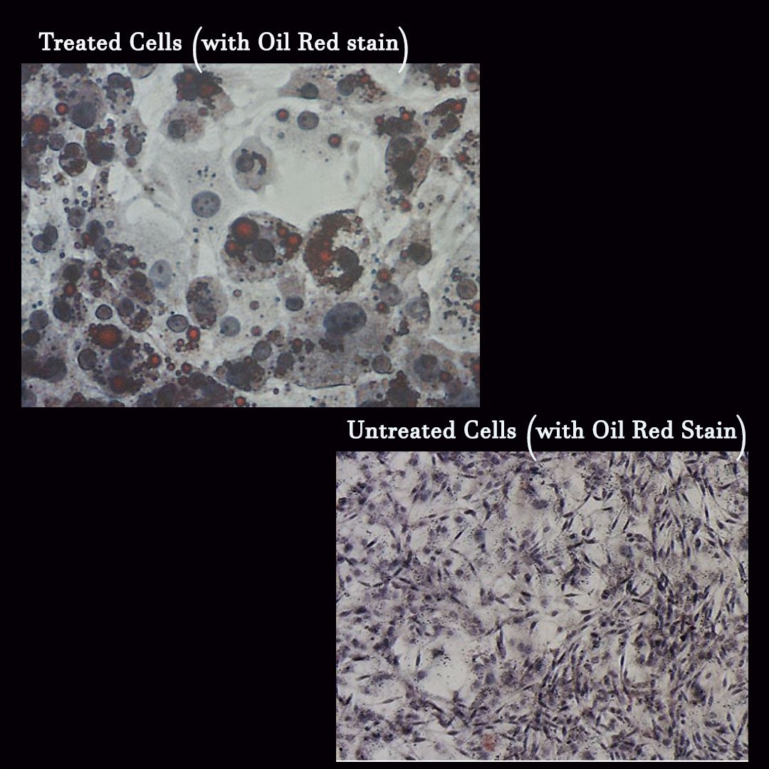 BioVision_Inc's tweet image. BioVision’s Lipid (Oil Red O) Staining Kit allows selective detection of neutral lipids within cultured cells. 3T3-L1 Differentiated cells3T3-L1 hubs.ly/H0Vgjsp0 #biotech #biotechnology #science #biology #microbiology #research #dna #molecularbiology